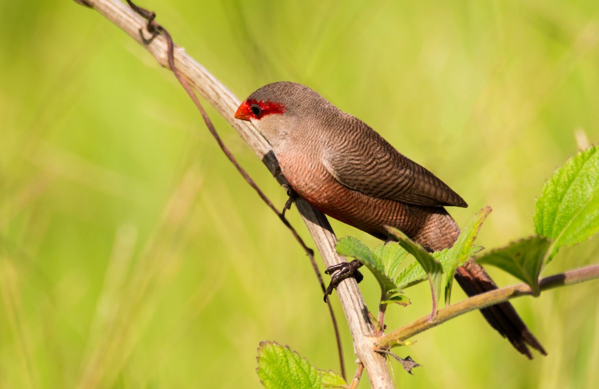 Common Waxbill - ML633924525