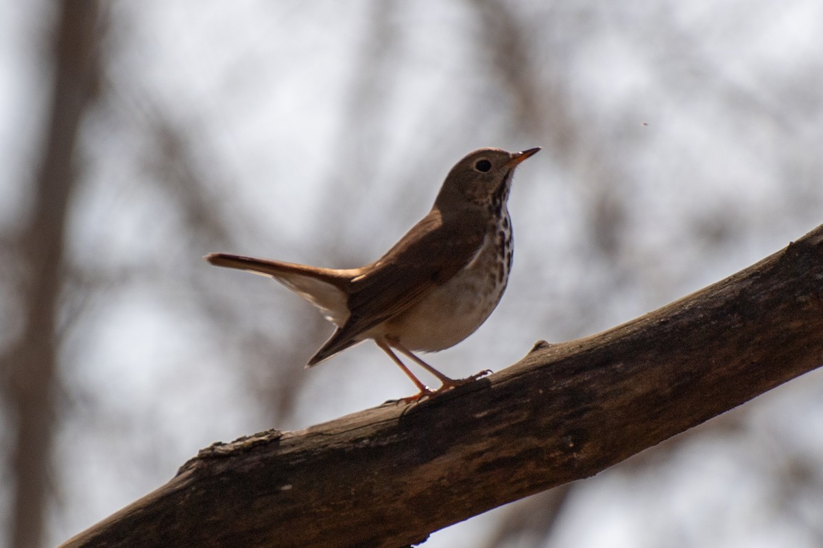 Hermit Thrush - ML633924526