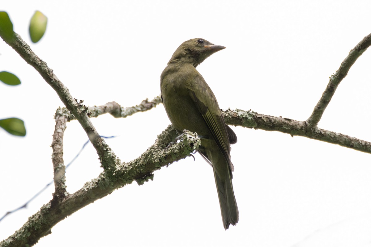 Palm Tanager - ML633924532