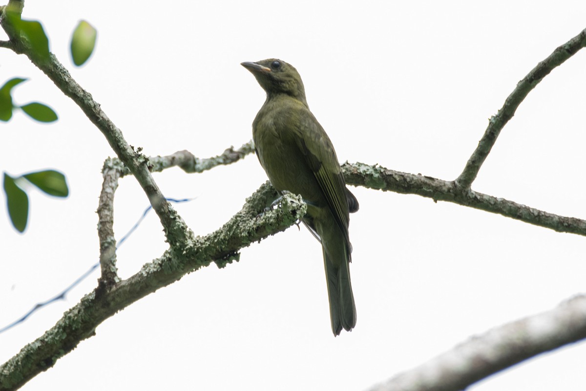 Palm Tanager - ML633924533