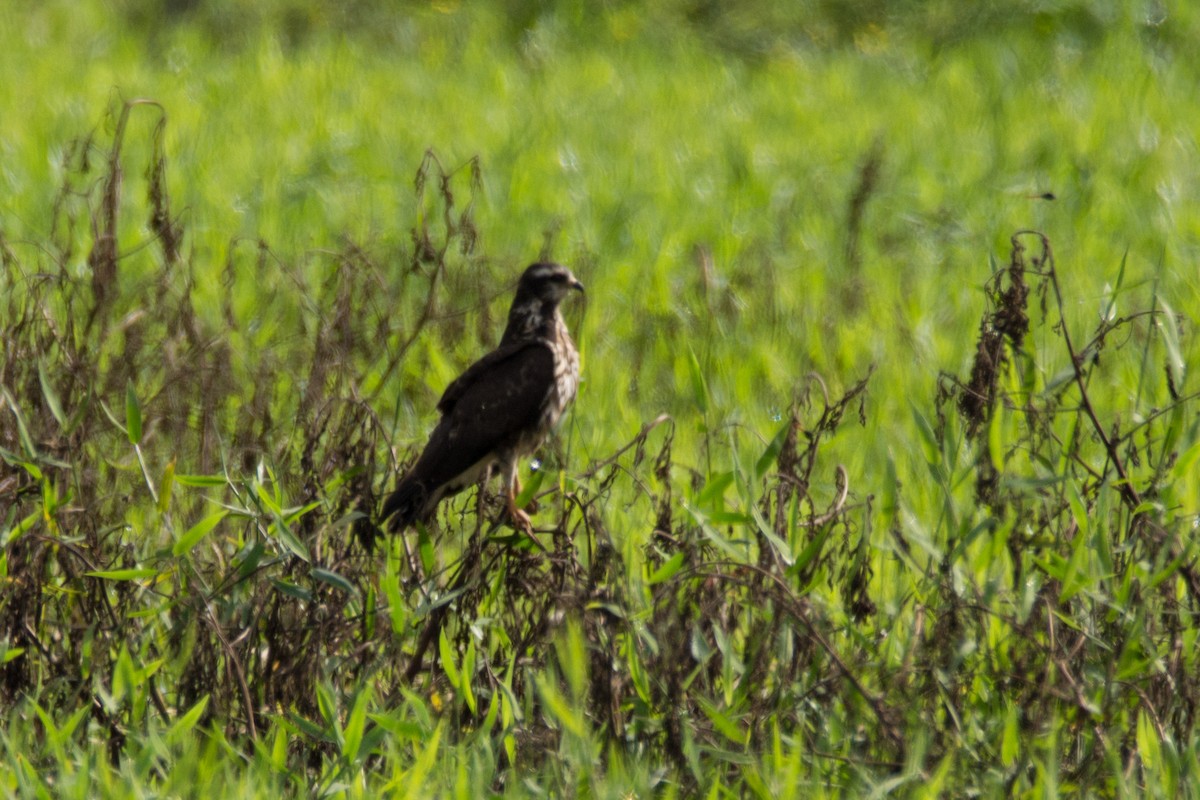 Snail Kite - ML633924550