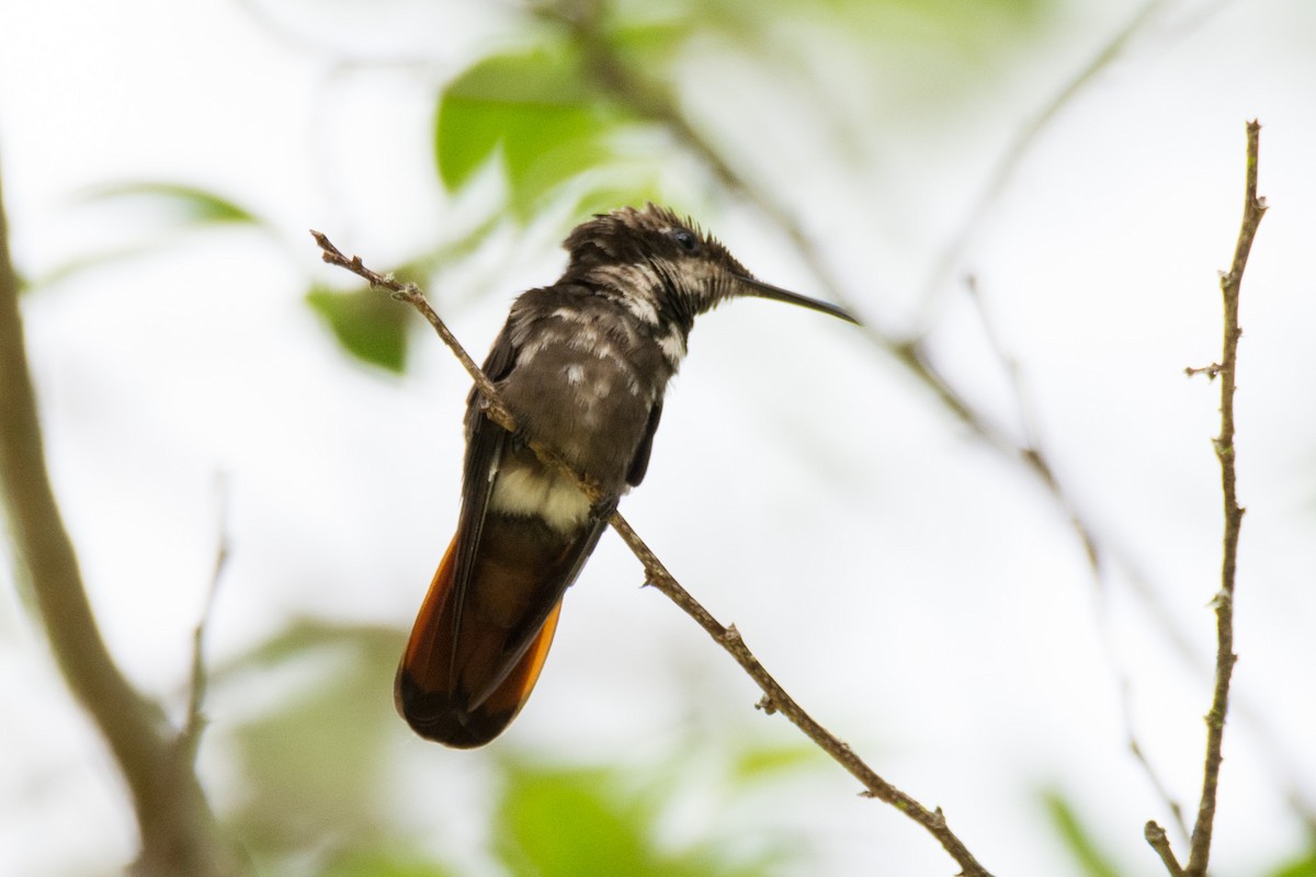 Ruby-topaz Hummingbird - ML633924625