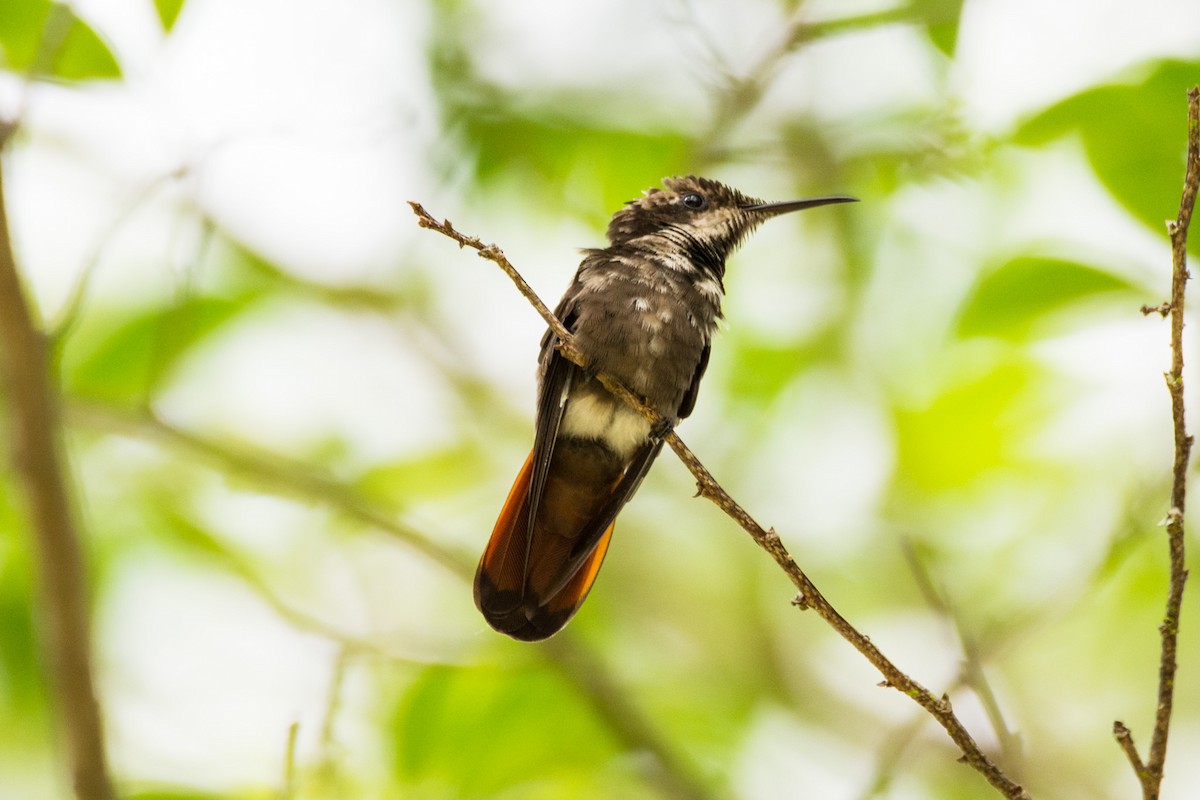 Ruby-topaz Hummingbird - ML633924626