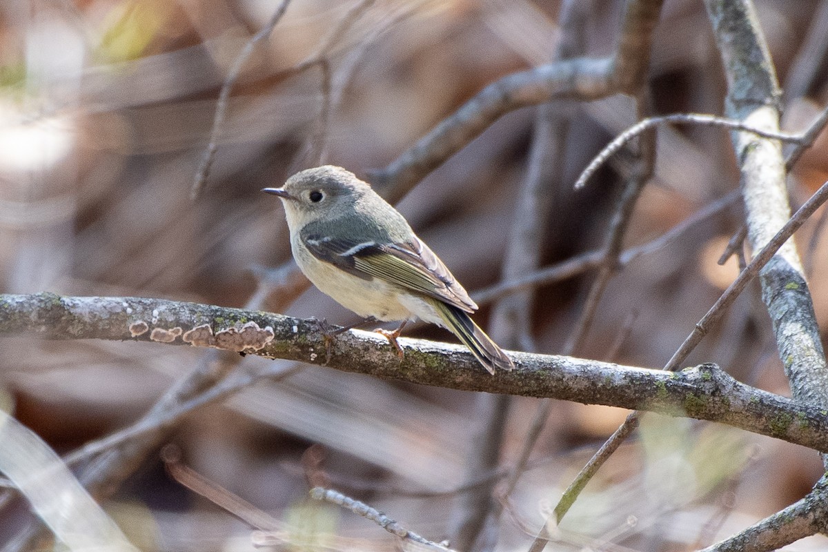 Ruby-crowned Kinglet - ML633924642