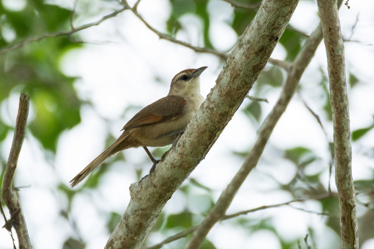 Rufous-fronted Thornbird (Rufous-winged) - ML633924644