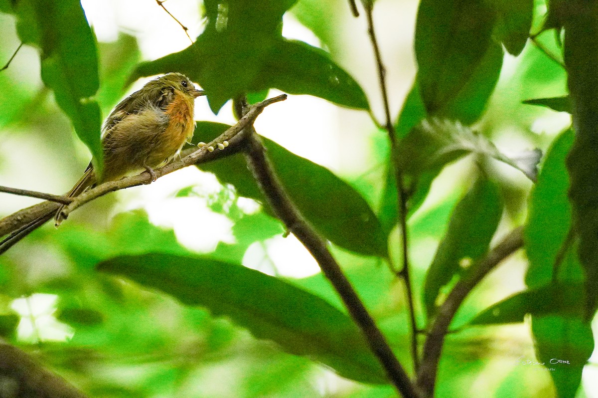 Ochre-bellied Flycatcher - ML633924650