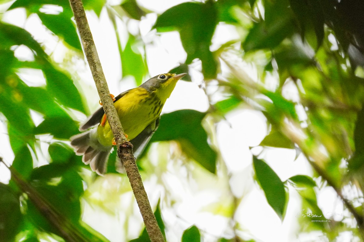 Canada Warbler - ML633924699
