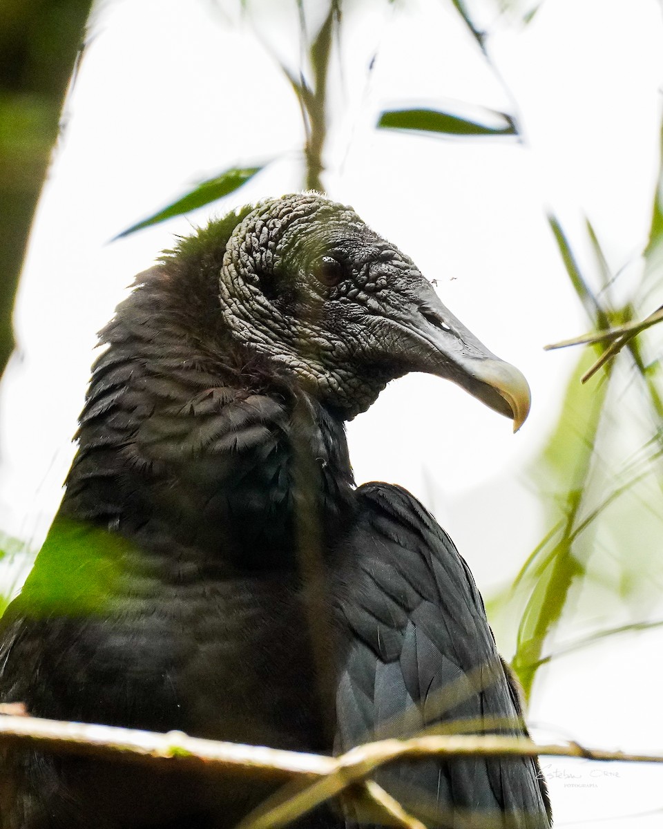 Black Vulture - ML633924724