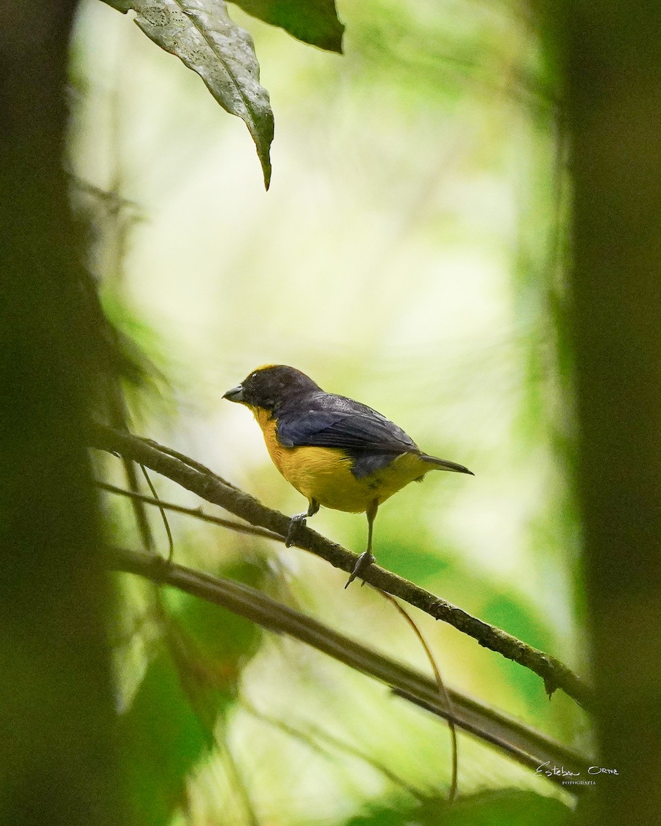 Thick-billed Euphonia - ML633924766