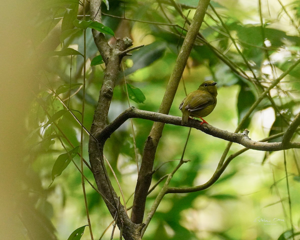 Golden-collared Manakin - ML633924879