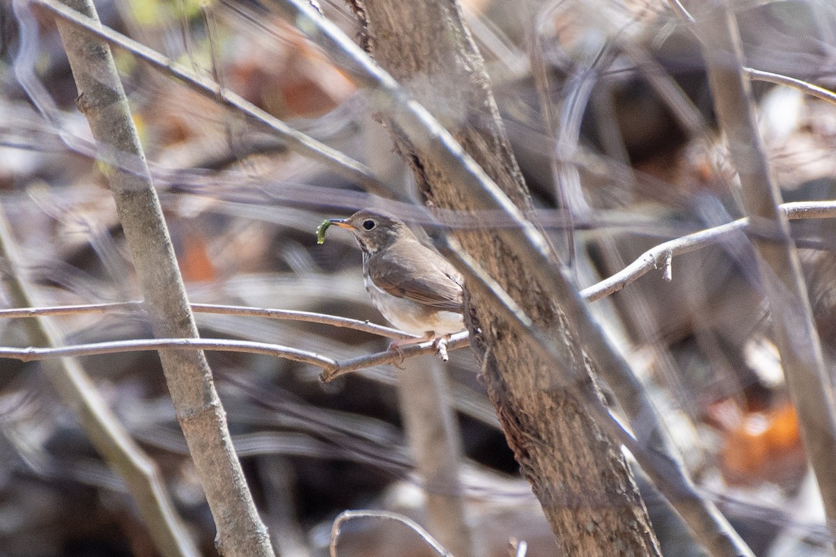 Hermit Thrush - ML633925080