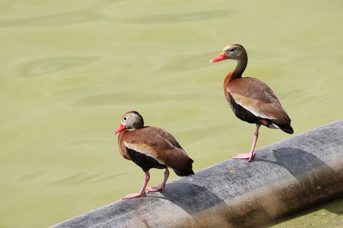 Black-bellied Whistling-Duck - ML633925245