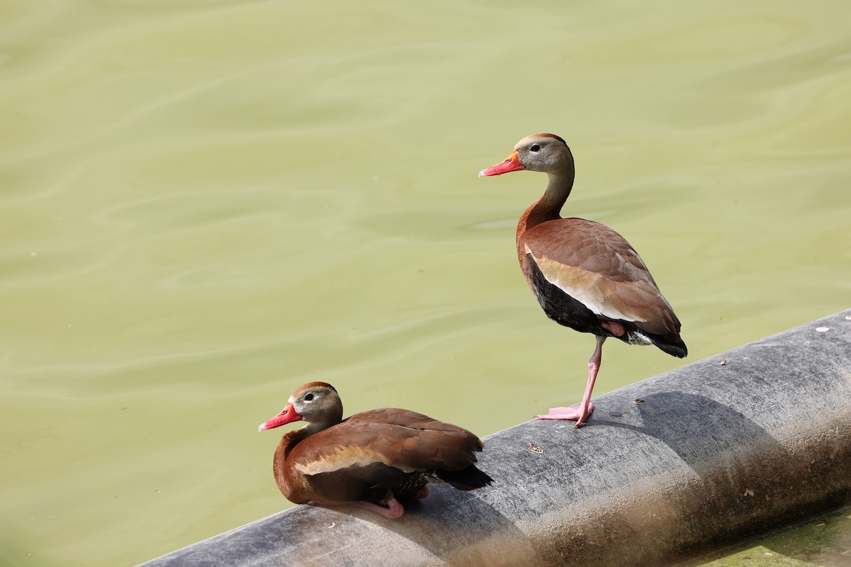 Black-bellied Whistling-Duck - ML633925249