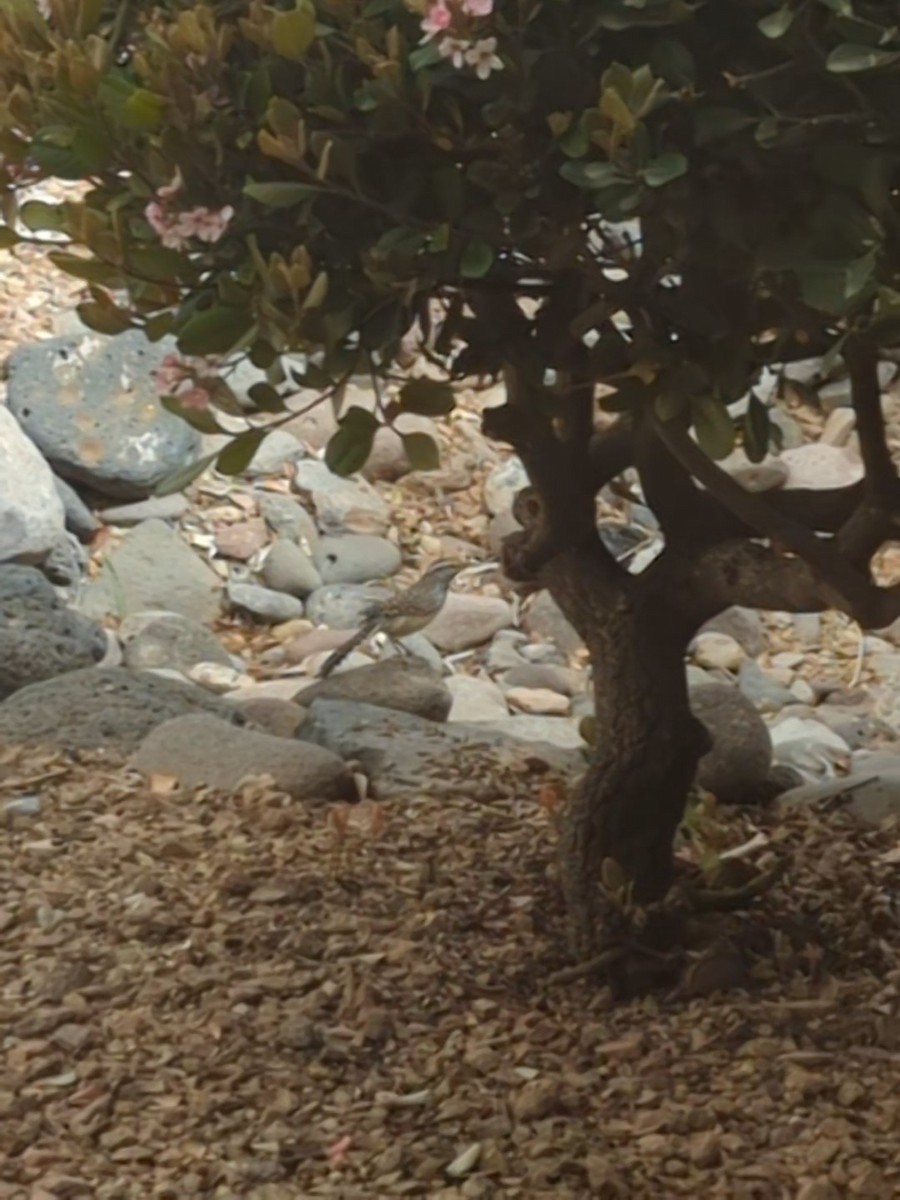 Cactus Wren - ML633925396