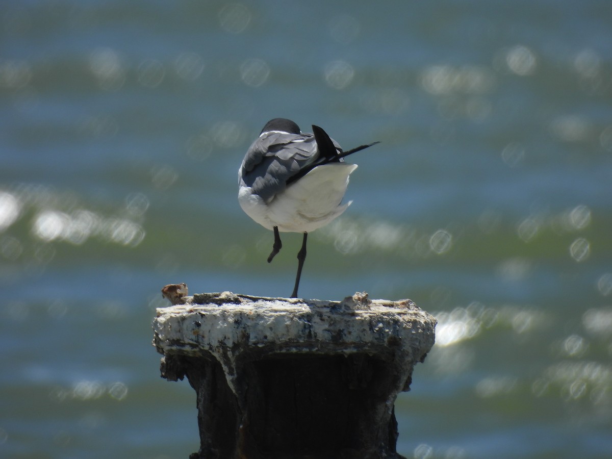 Laughing Gull - Mirielle Villanueva
