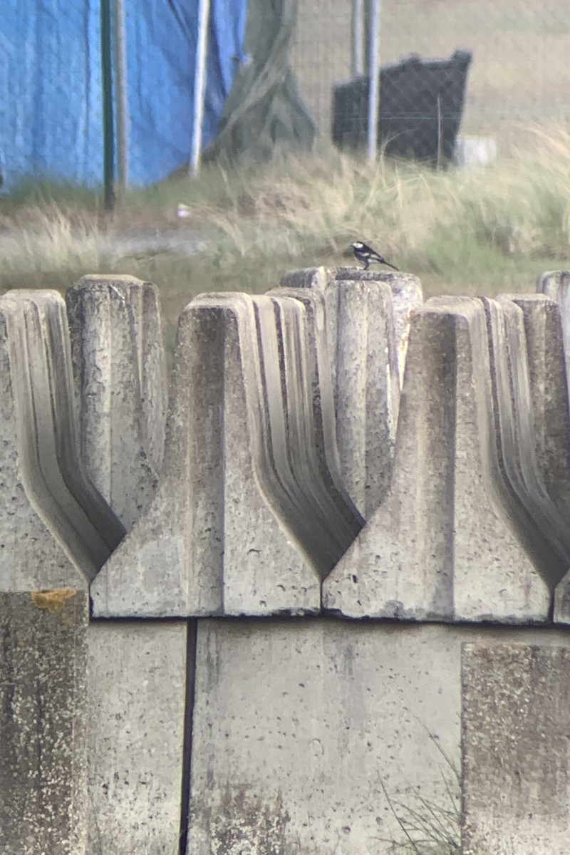 White Wagtail (British) - ML633925555