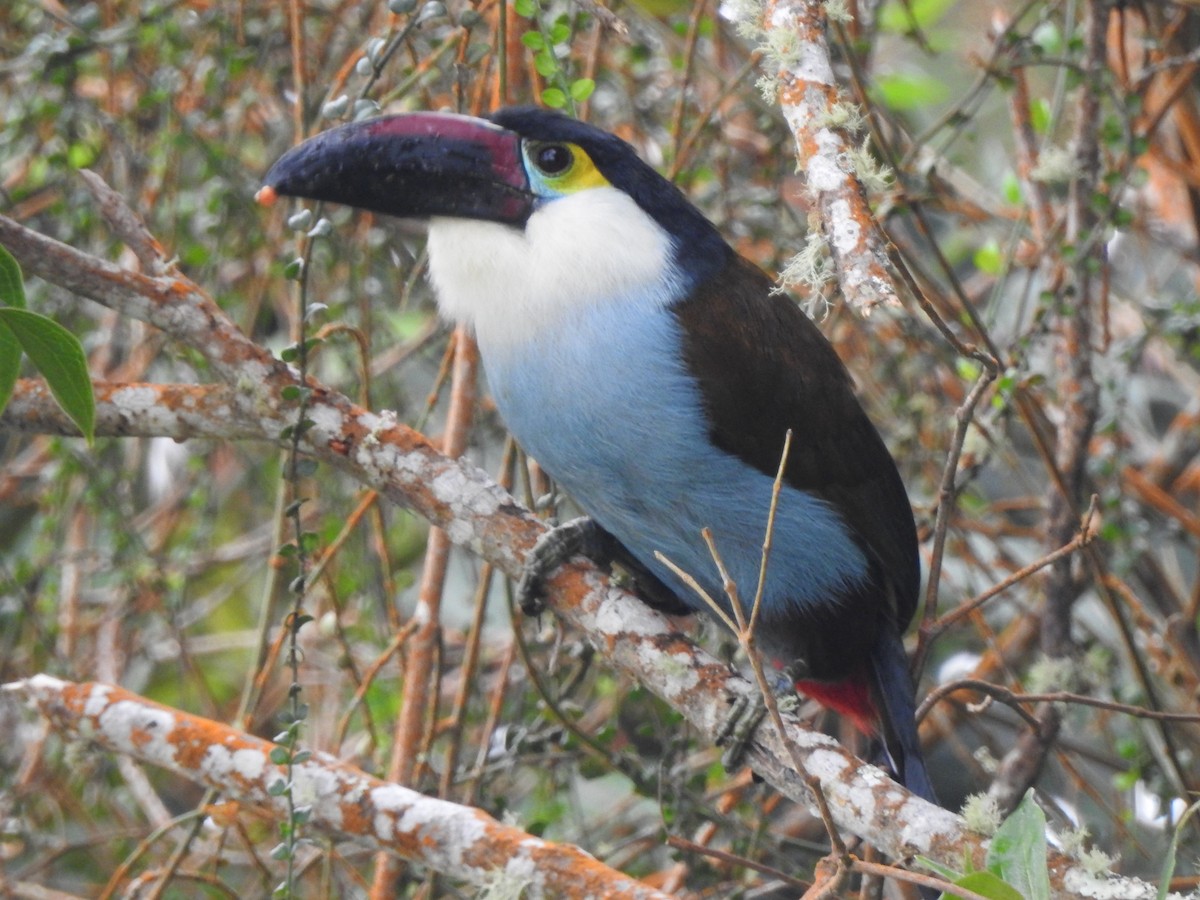 Black-billed Mountain-Toucan - ML633925572