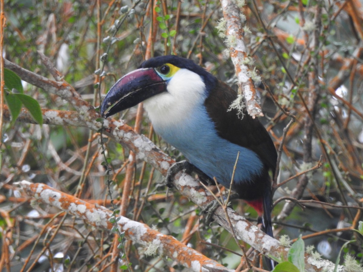 Black-billed Mountain-Toucan - ML633925574