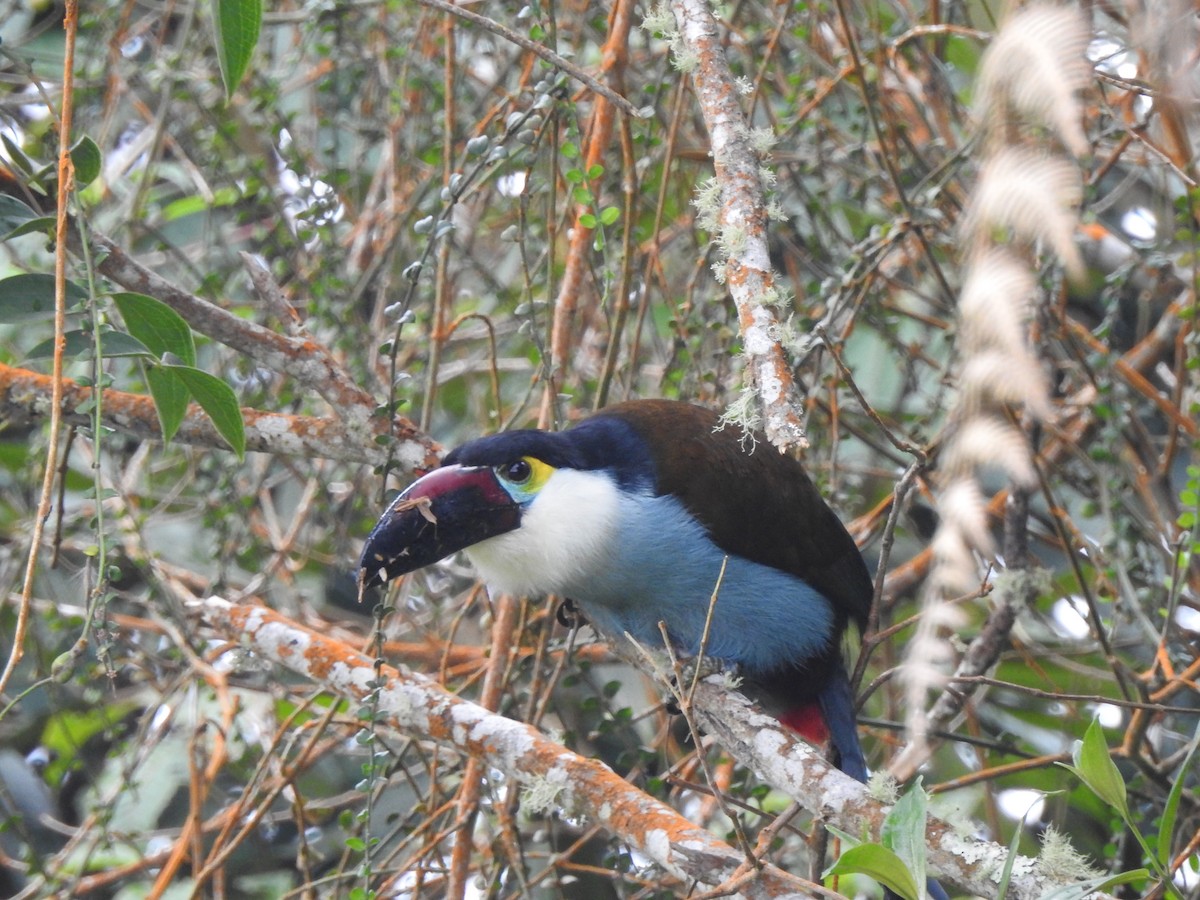 Black-billed Mountain-Toucan - ML633925576