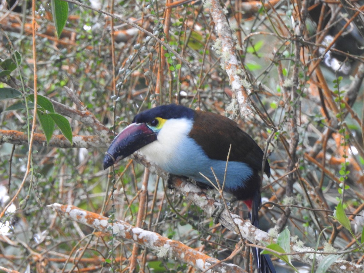 Black-billed Mountain-Toucan - ML633925580