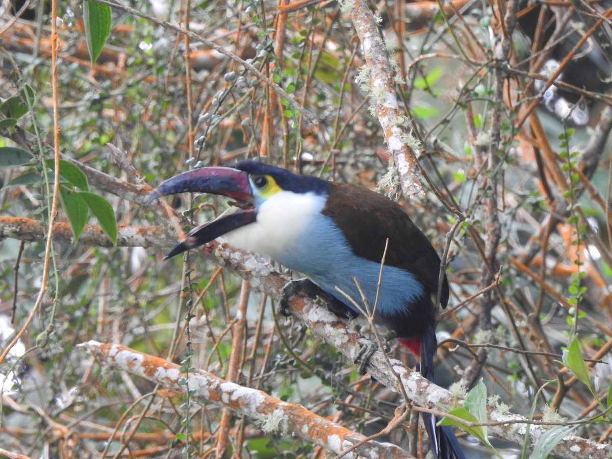 Black-billed Mountain-Toucan - ML633925581