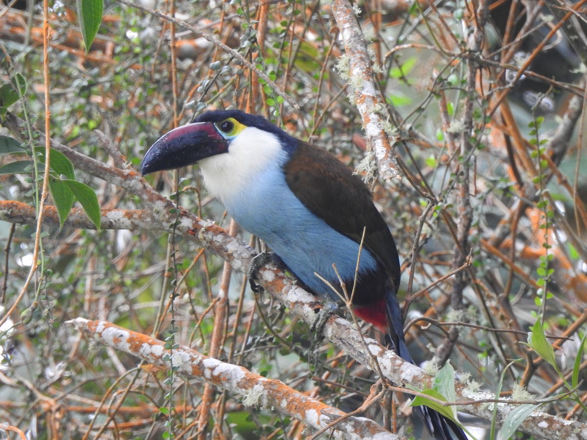 Black-billed Mountain-Toucan - ML633925583