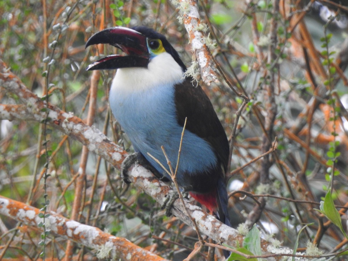 Black-billed Mountain-Toucan - ML633925587
