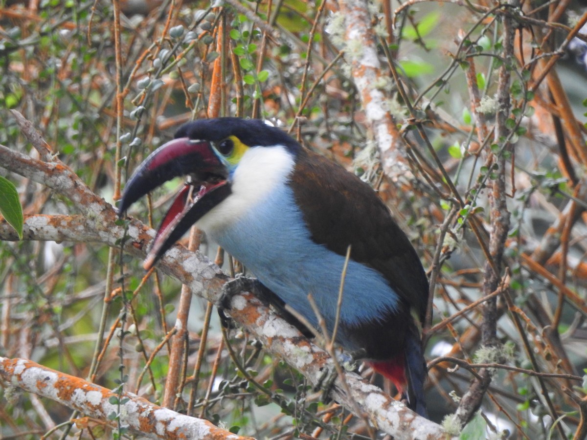 Black-billed Mountain-Toucan - ML633925588
