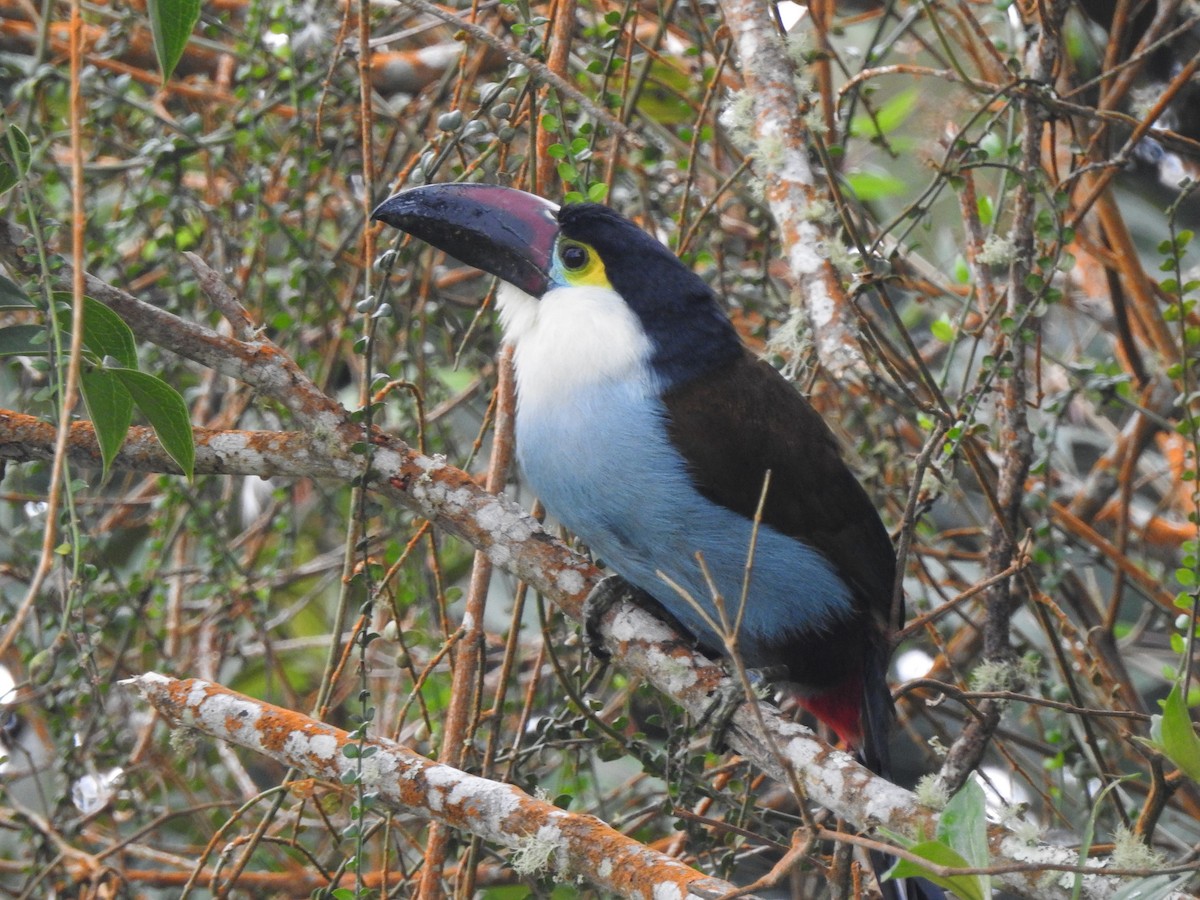 Black-billed Mountain-Toucan - ML633925594
