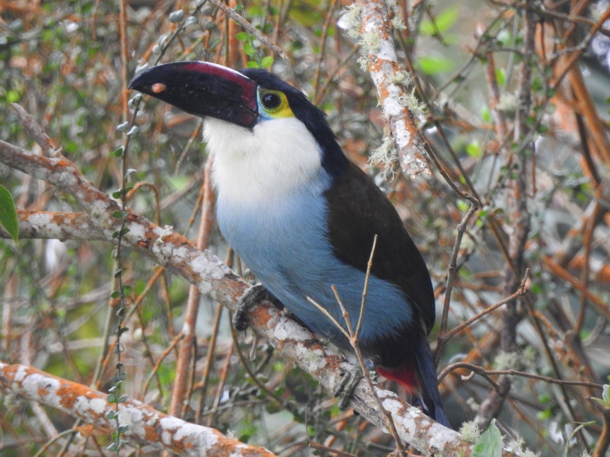 Black-billed Mountain-Toucan - ML633925596