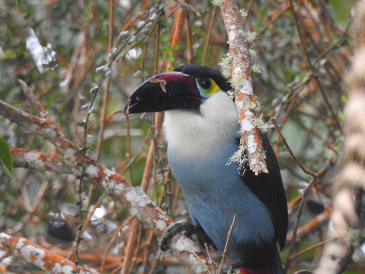 Black-billed Mountain-Toucan - ML633925599