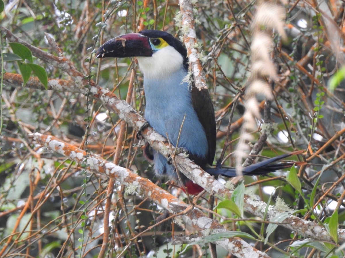 Black-billed Mountain-Toucan - ML633925600