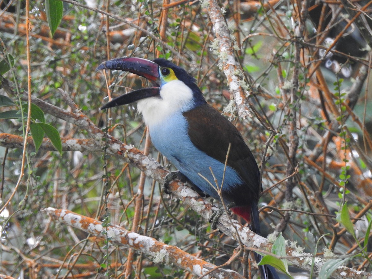 Black-billed Mountain-Toucan - ML633925604