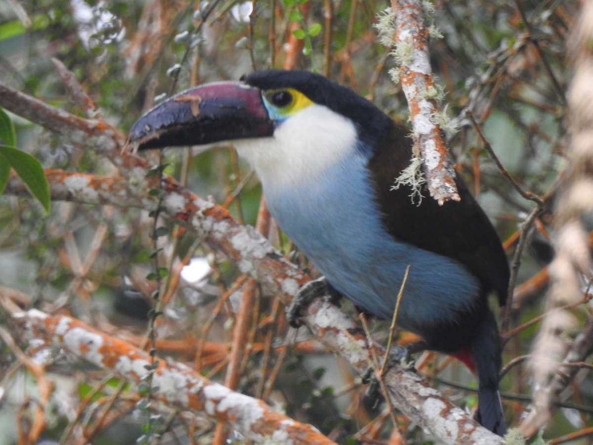Black-billed Mountain-Toucan - ML633925607