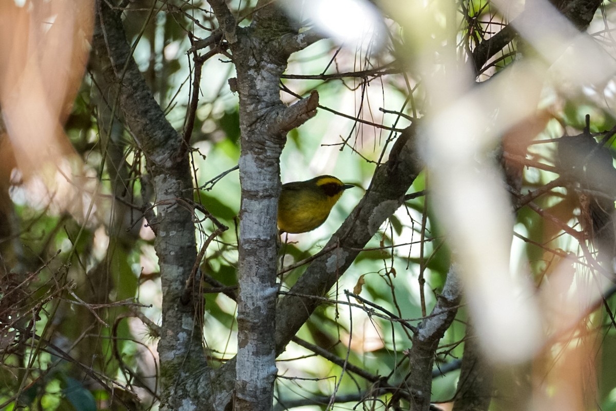 Golden-browed Warbler - ML633925691