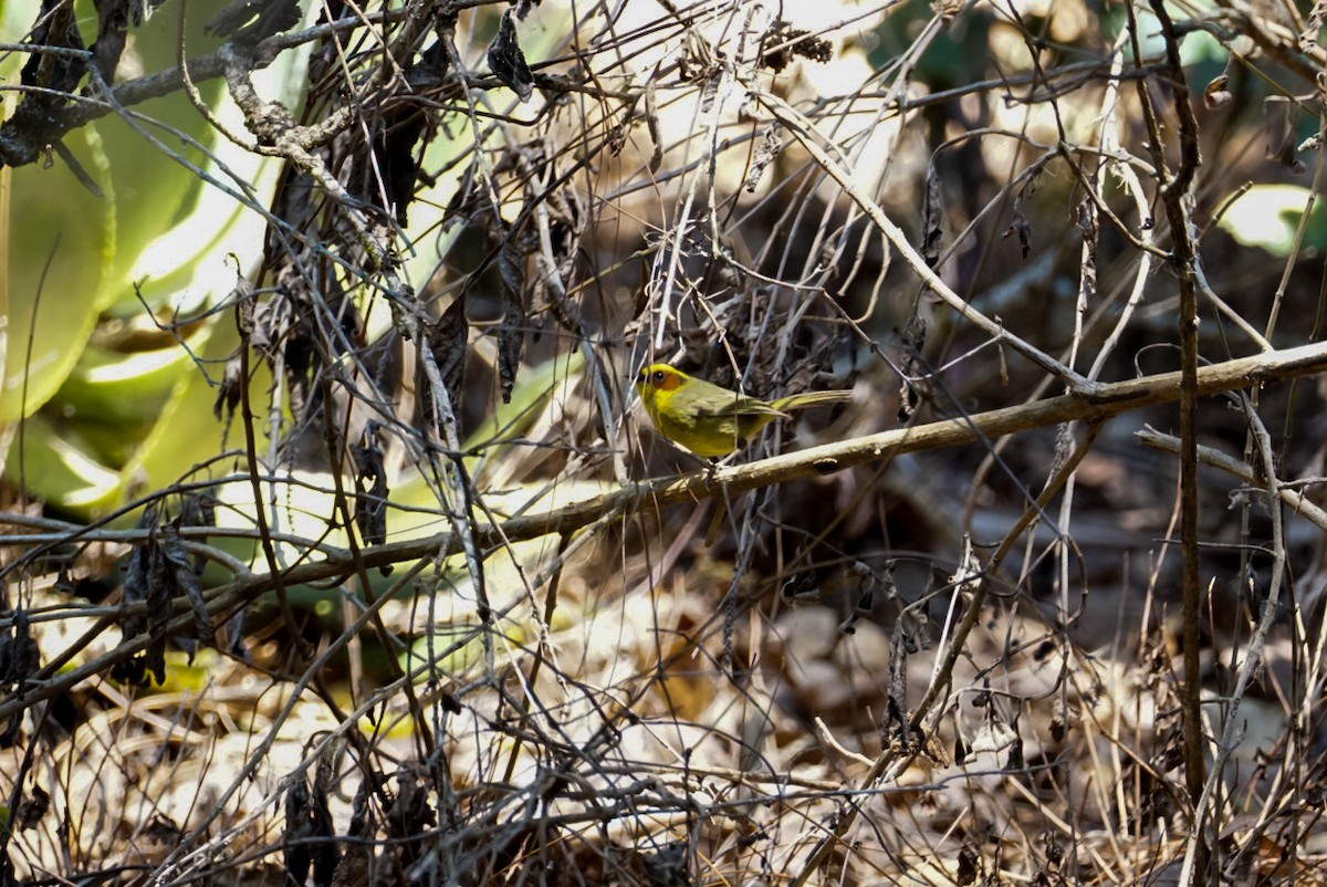 Golden-browed Warbler - ML633925692
