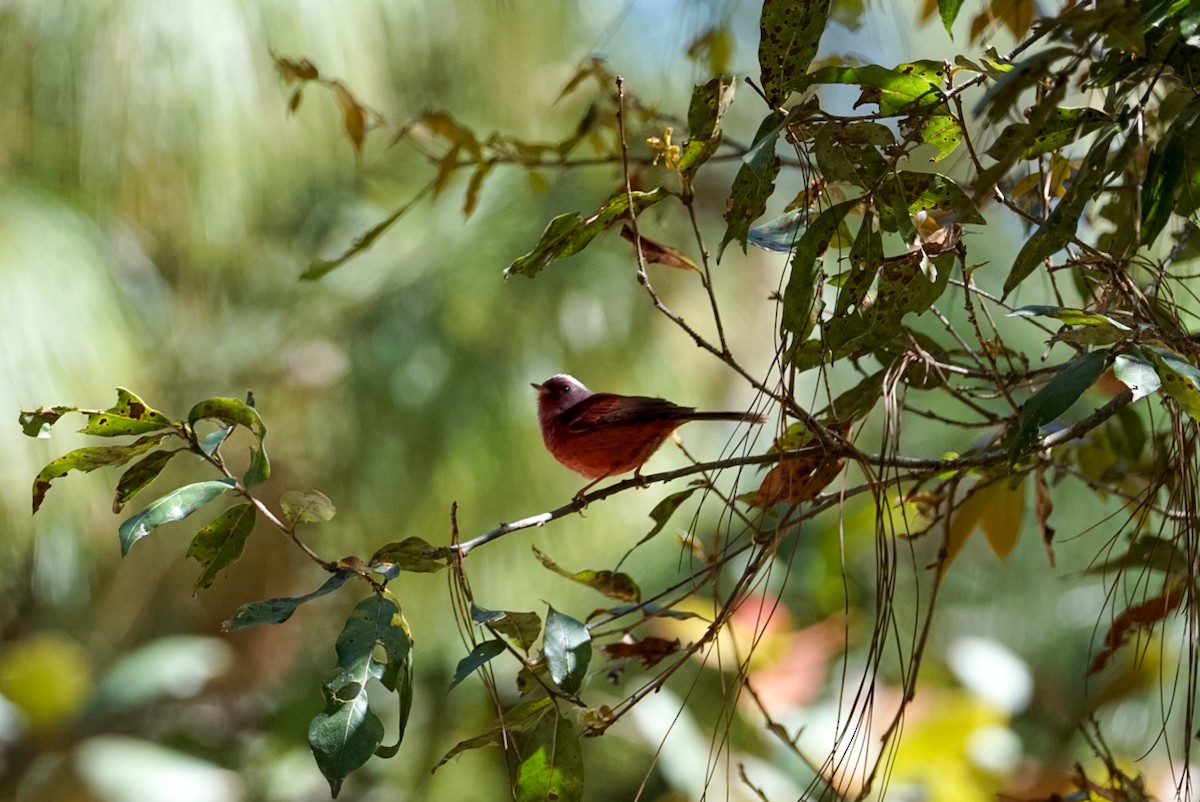 rosenparula - ML633925698