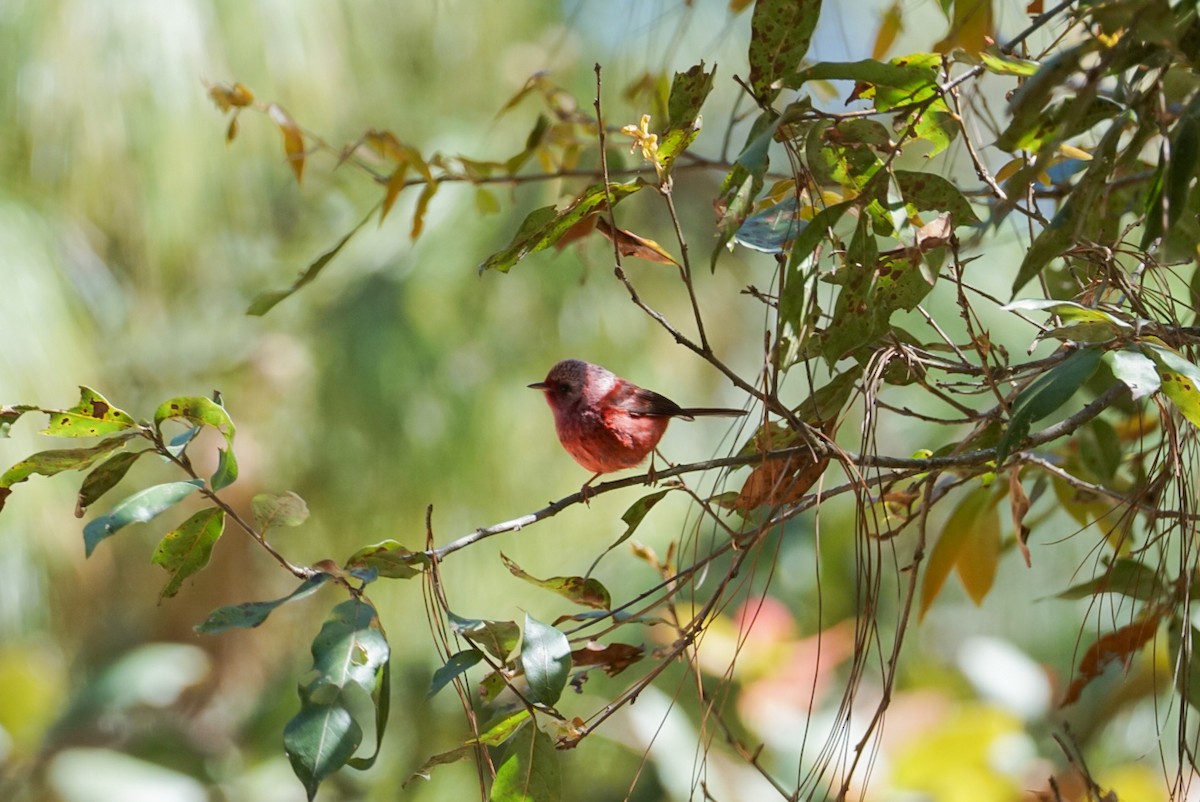 rosenparula - ML633925699