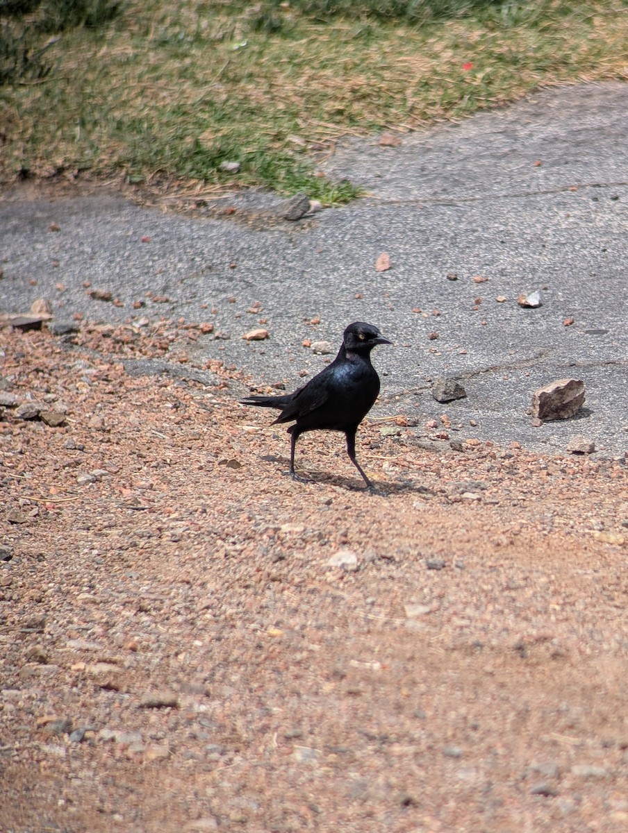Brewer's Blackbird - ML633926003