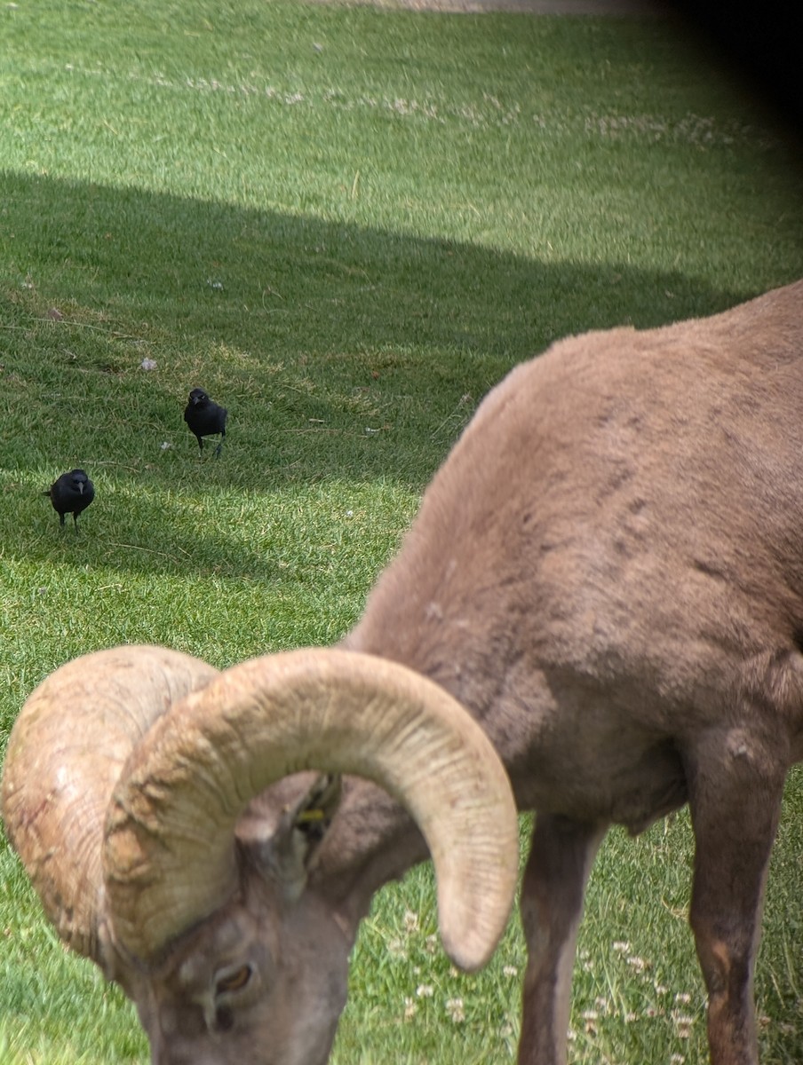 Brewer's Blackbird - ML633926004