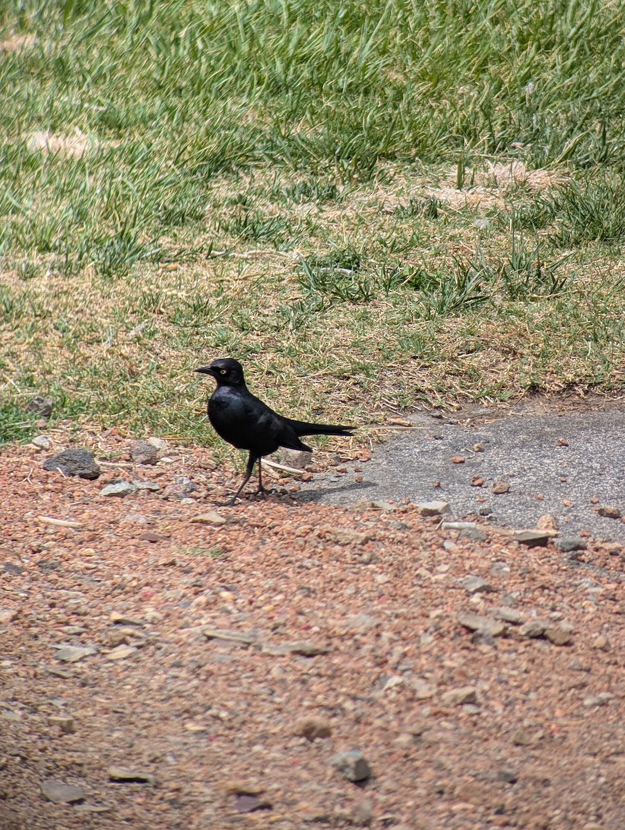 Brewer's Blackbird - ML633926005