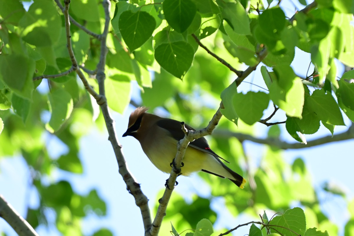 Cedar Waxwing - ML633926069