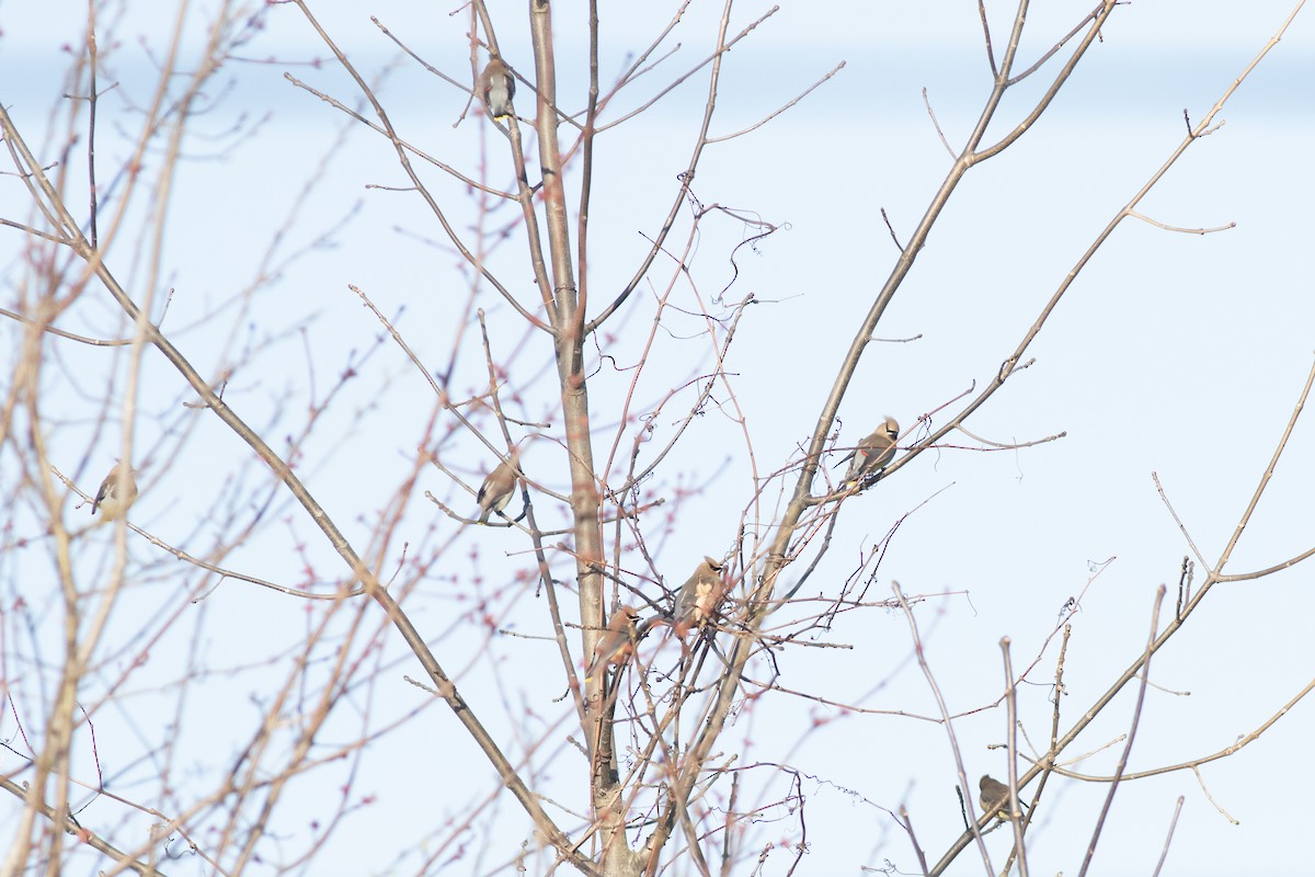 Cedar Waxwing - ML633926340