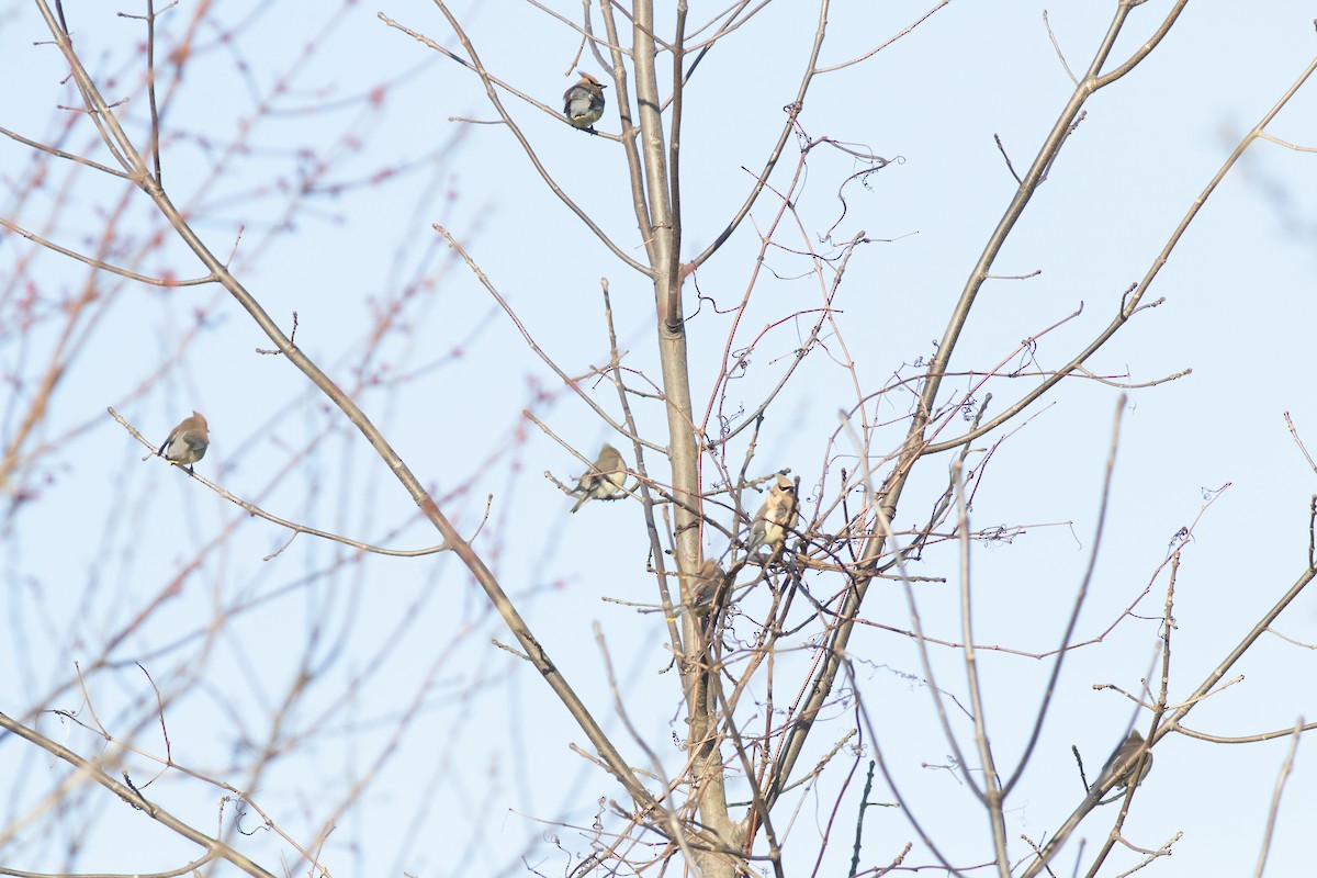 Cedar Waxwing - ML633926341