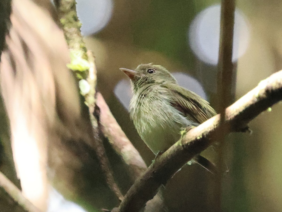 Tiny Tyrant-Manakin - ML633926368