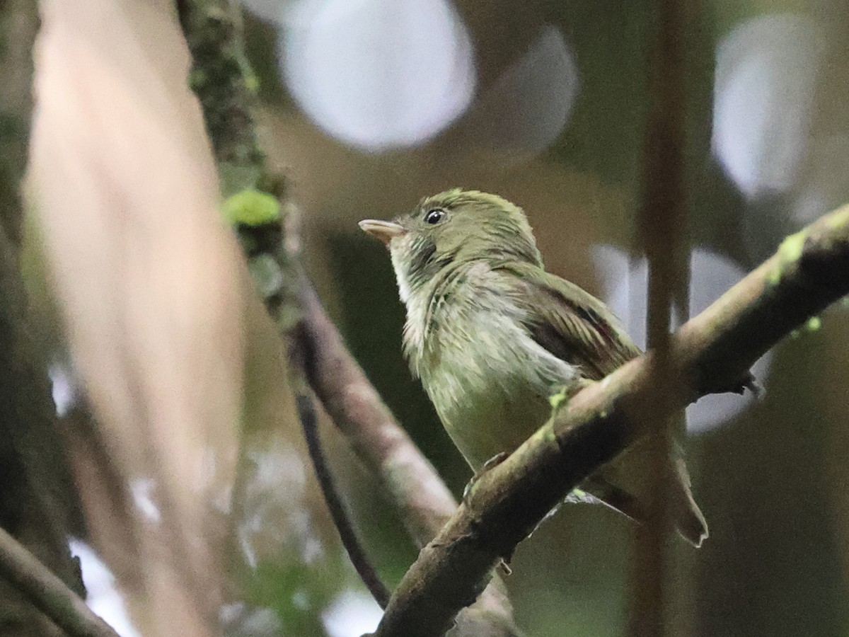 Tiny Tyrant-Manakin - ML633926371
