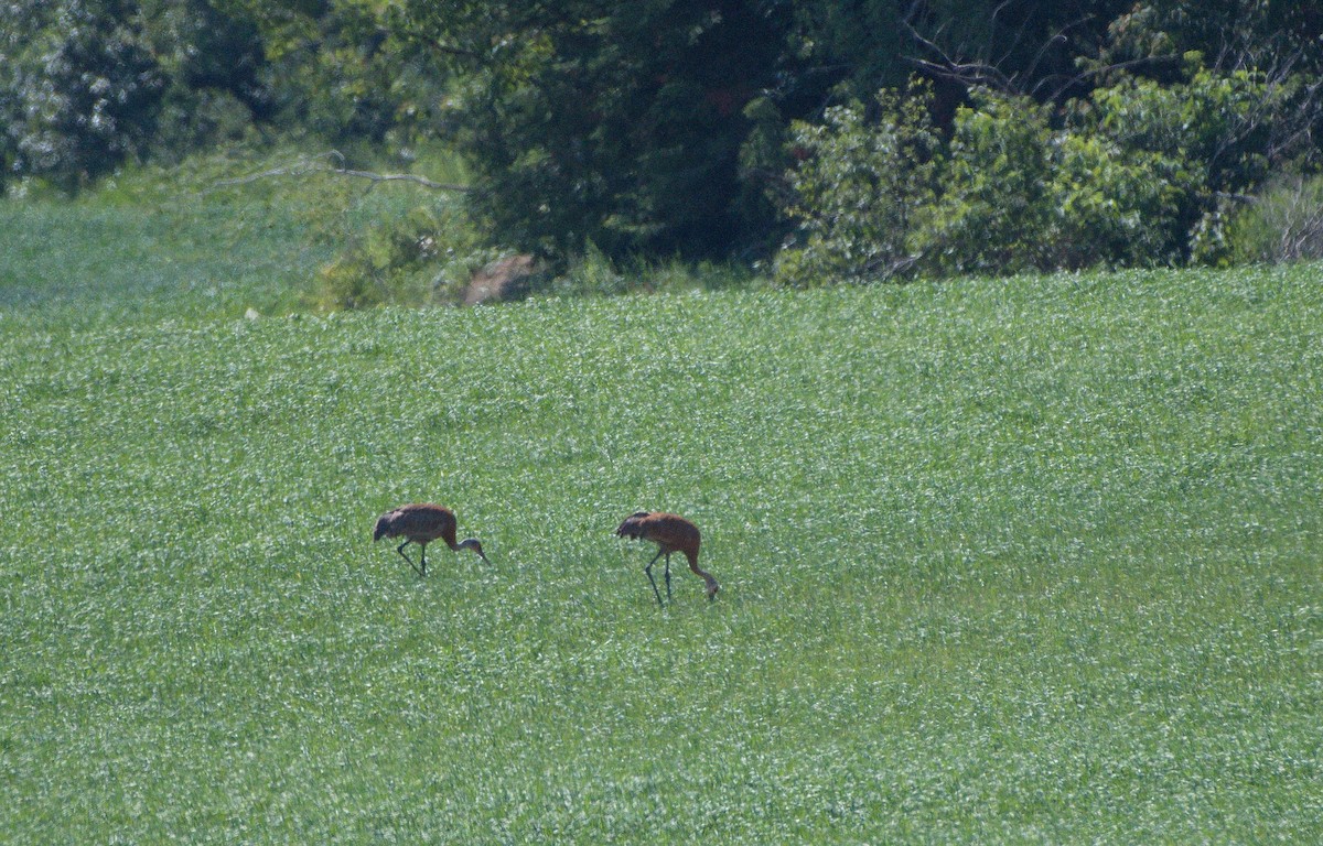 Sandhill Crane - Martin Bélanger