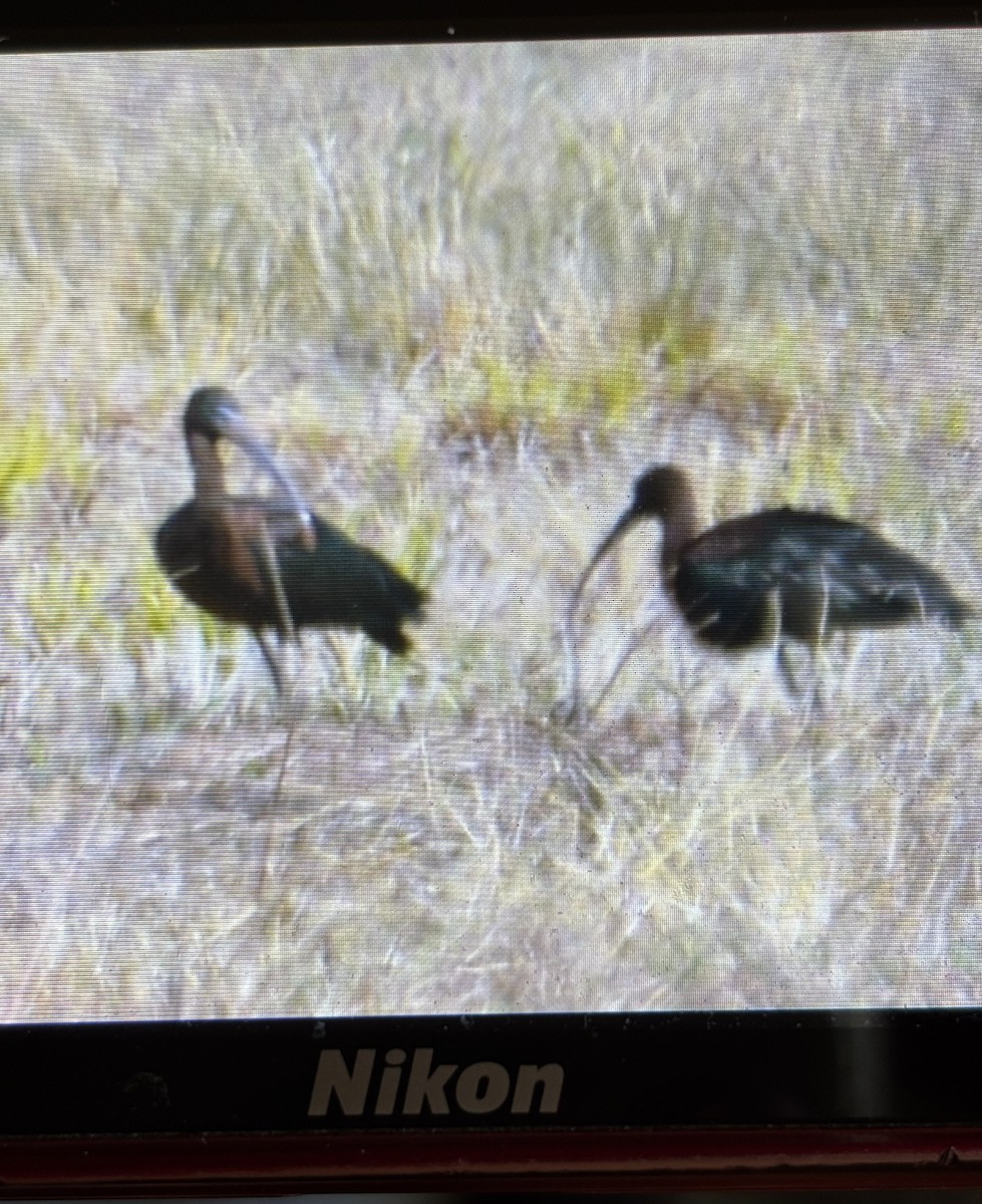 Glossy Ibis - ML633926614