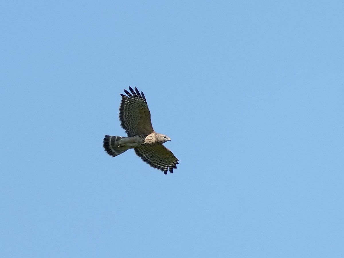 Red-shouldered Hawk - ML633926736