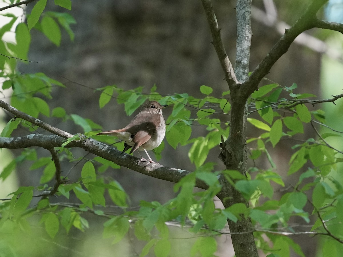 Hermit Thrush - ML633926838